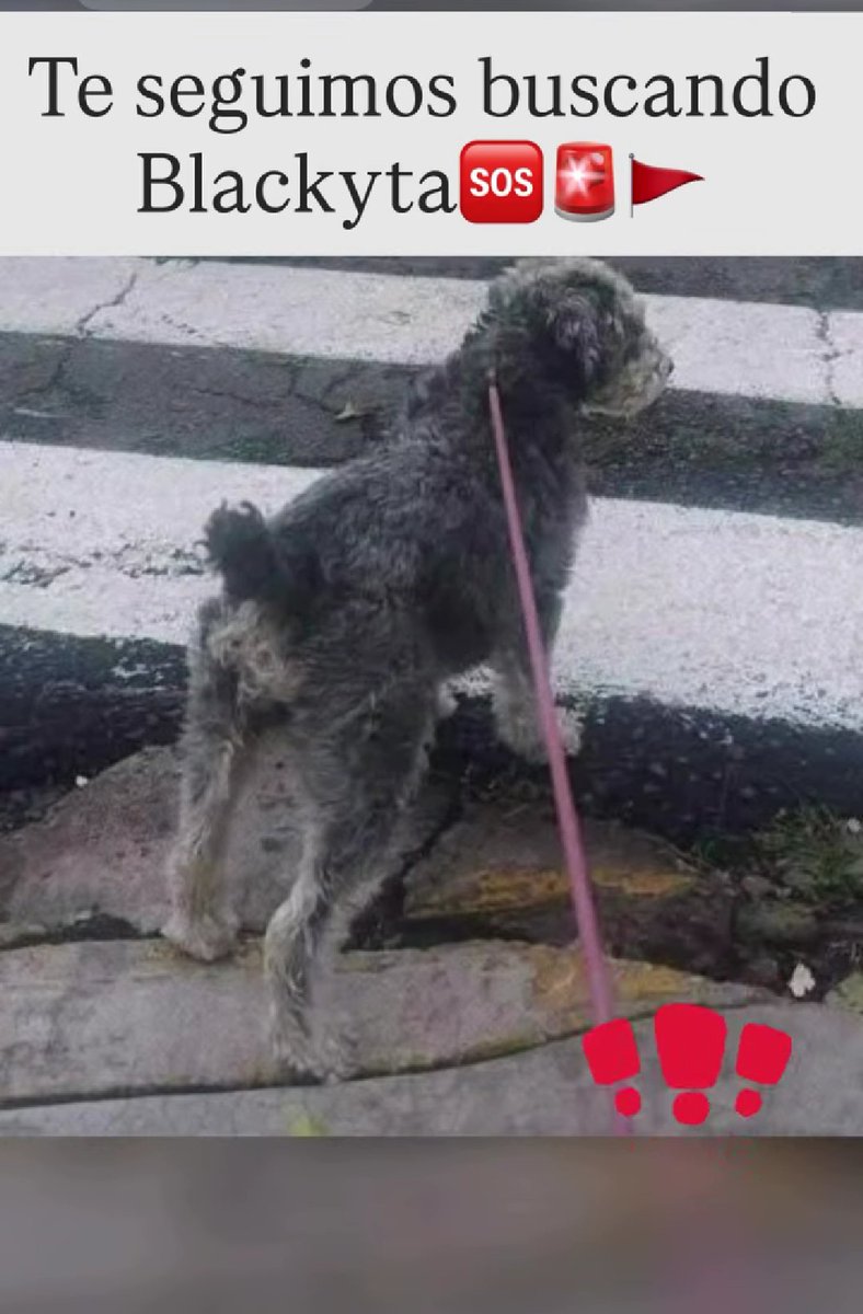 Caruto_2118's tweet photo. @iztacalconews @firulaisasalvo Por favor nos ayudan a difundir para encontrar a nuestra pequeña que no aparece y seguimos buscando ☹️😭, tiene 11 años, es de tamaño mediana y es muy tranquila, en cada una de sus patitas traseras tiene una quinta garra, en la punta de su colita se le puede sentir una pequeña https://t.co/TfVxpLB47y