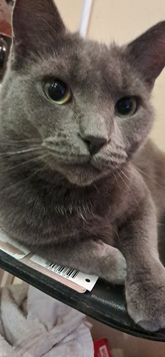 MemeticDialectics tweet media