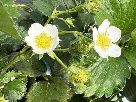 ハナ紳士@愛知相澤会 新潟支部 tweet media