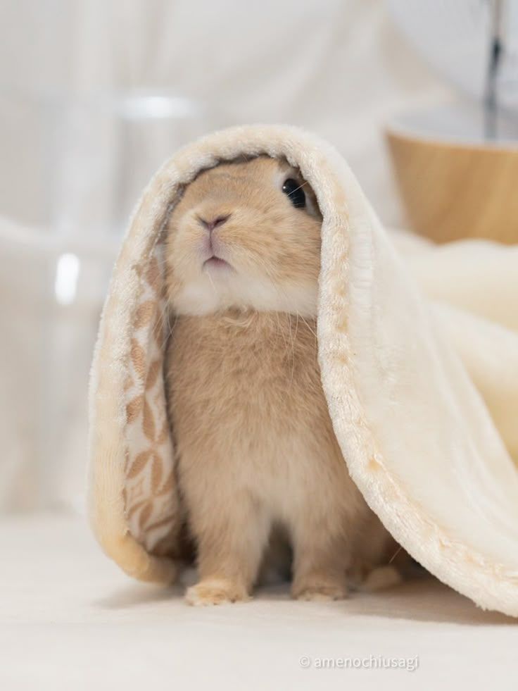 thepopularanimals tweet media