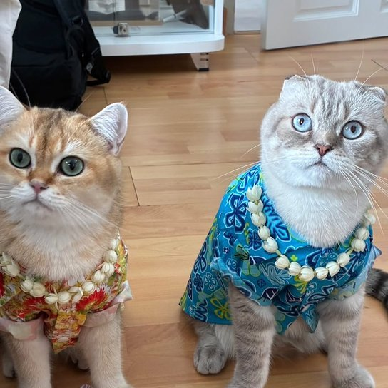 SandyC76159028's tweet photo. Gulf Morning dear G &amp; phiphis🫶
Happy Monday! Have a positive day.
For the ones celebrating: Happy Songkran 2026💦May the Thai New Year wash away the old and bring in fresh joy, prosperity, and good health.
GULF KANAWUT⚽️
#GulfKanawut @gulfkanawut 
#PhiBalls #ลูกบอลของคุณบิ๊กกลัฟ https://t.co/MdqPya0mwS
