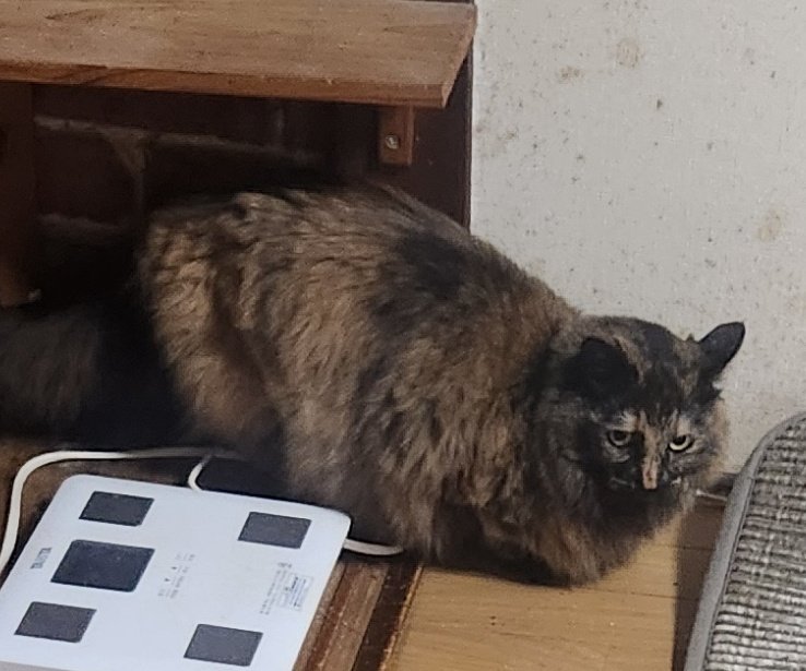 おあやややおや tweet media