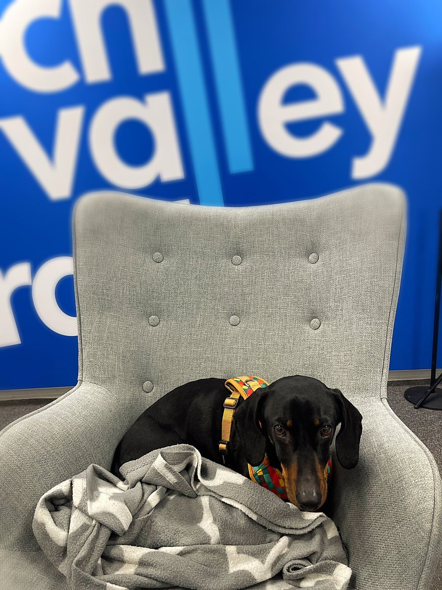 Buddy is getting all snuggled up here at <a href="/RochValleyRadio/">Roch Valley Radio</a> HQ tonight!
We are chilling, listening to Austin’s fabulous show in the studio next door. 
Buddy’s favourite so far has been November Rain, live in Japan! 
Rock on!
🤘🏼 📻 🎶 🐾 💙✨