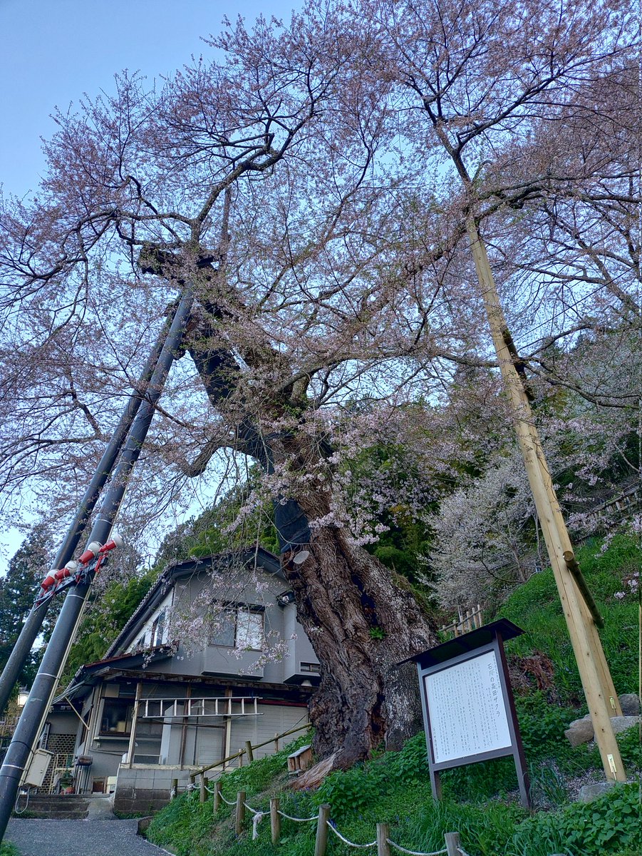 フレスクST tweet media