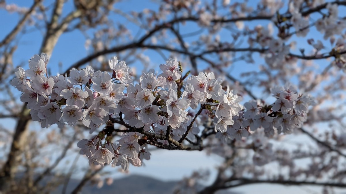 JF1NOP/ヤマナシSC54 tweet media