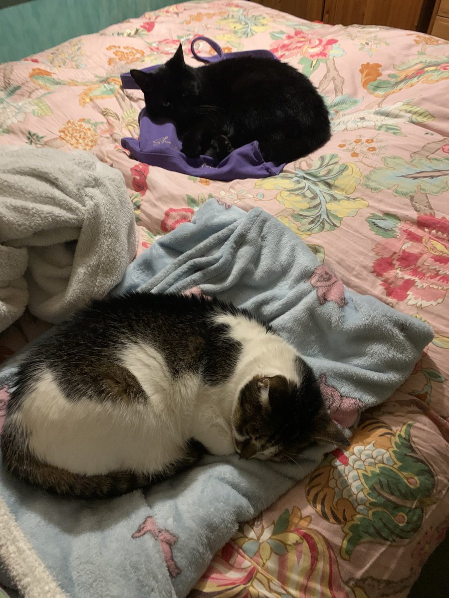 SarahArmit's tweet photo. @EvieFreddie My two (the girlie also called Evie, as someone dumped her on Christmas Eve) don’t like each other but I sometimes catch them on a bed together https://t.co/LDhaO6yBxo