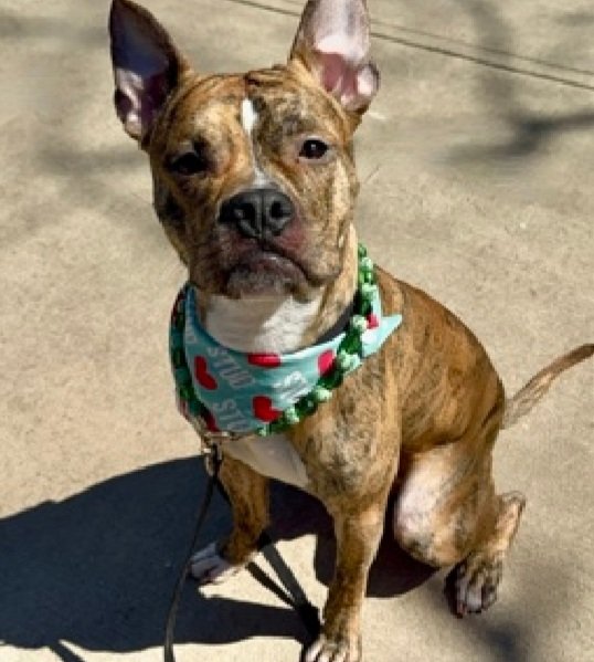 MorgFairsdogs's tweet image. Cosmo 250676
Listed TBK 4/14
#NYCACC #RescueOnly 
He is a cute 1 yr old puppy 🐶 
Relaxes &amp;amp; engages with handlers once away from shelter
Leash biter
High jumper
Needs positive reinforcement 
Help save Cosmo!
nycacc.app/browse/250676
#Pledge4Rescue #foster #adopt