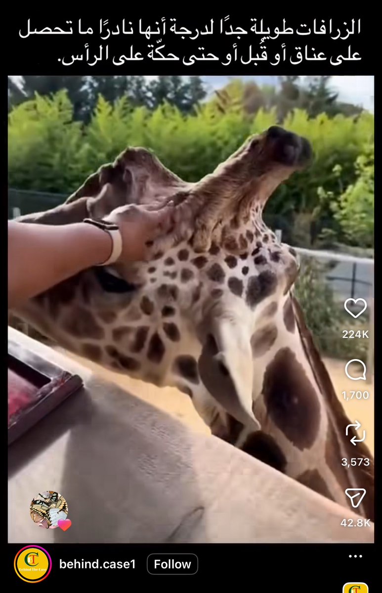 صفيّه tweet media