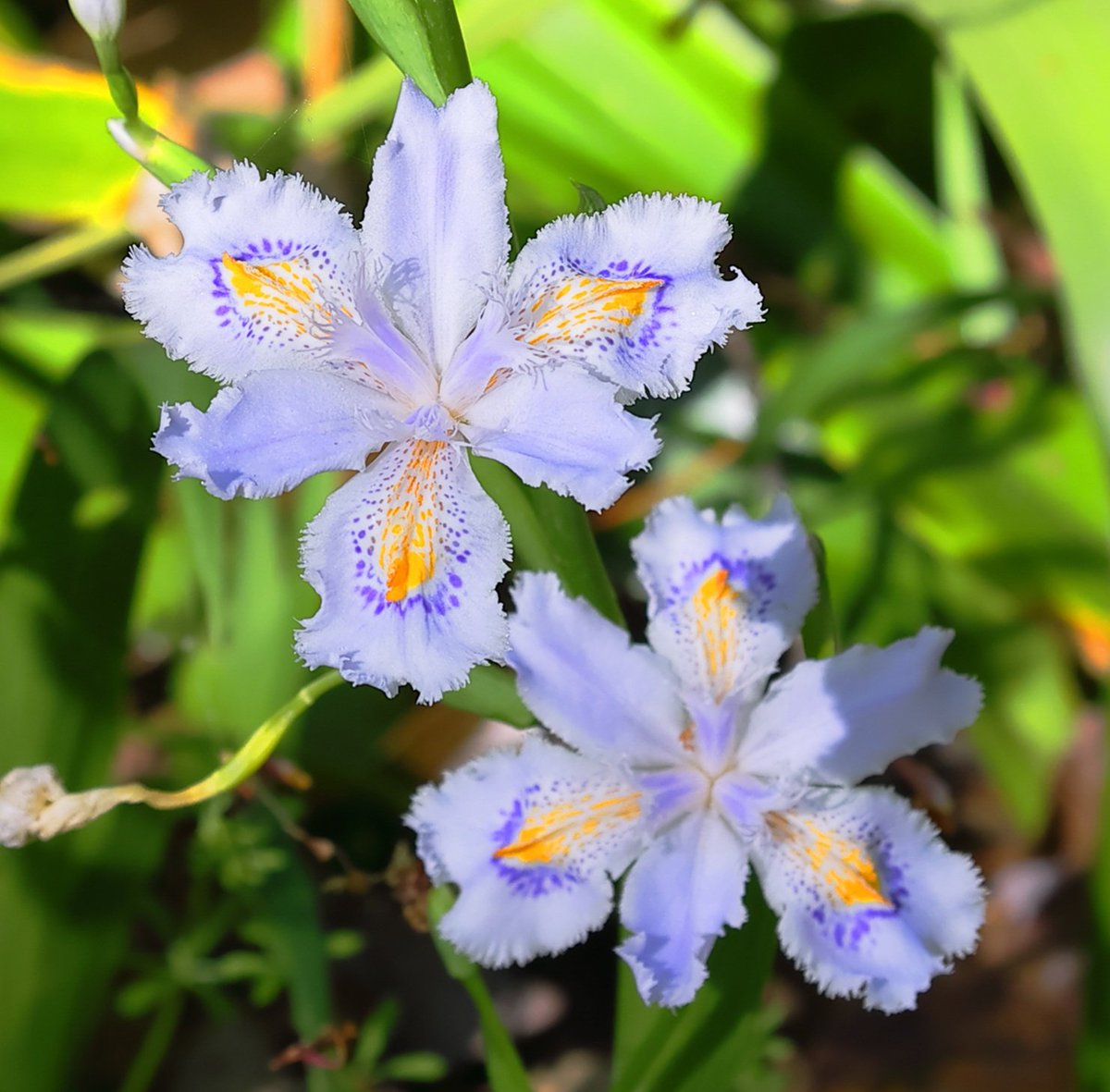 brass_suki117 tweet media