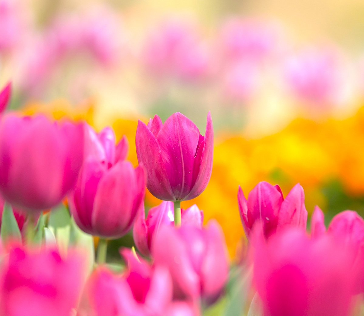 brass_suki117 tweet media