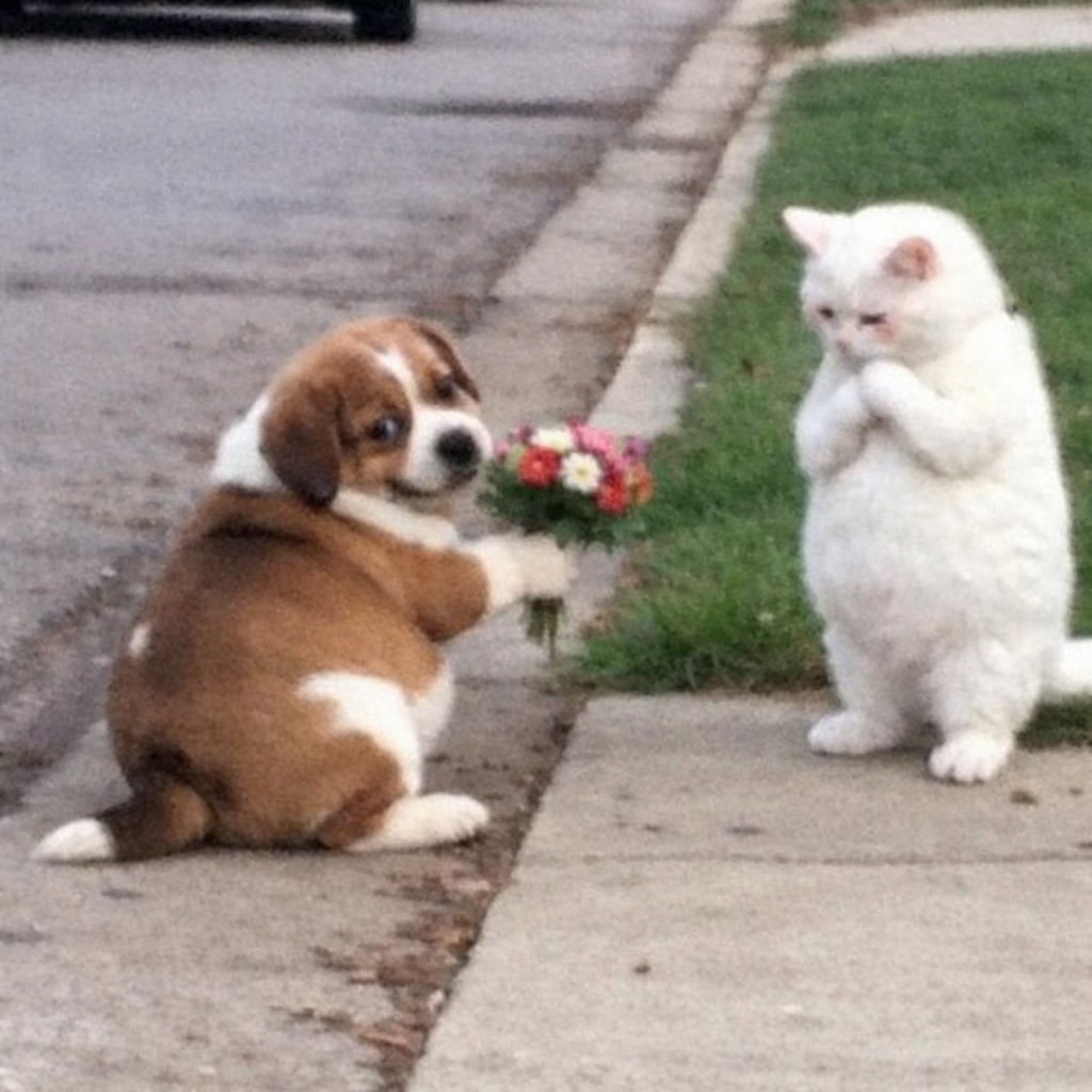 sonicspava tweet media