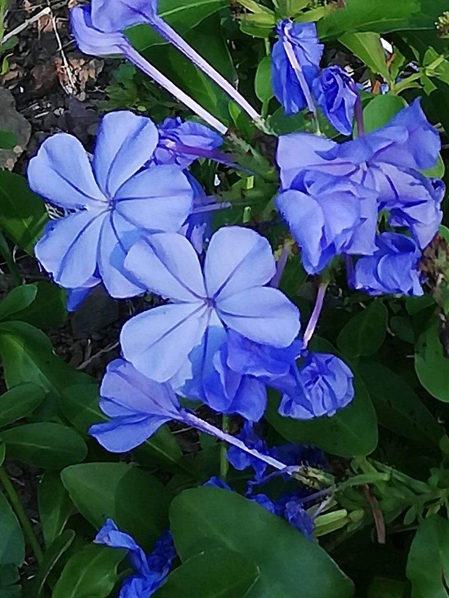 ETCスマートIC☆(ETC専用ONLY) tweet media