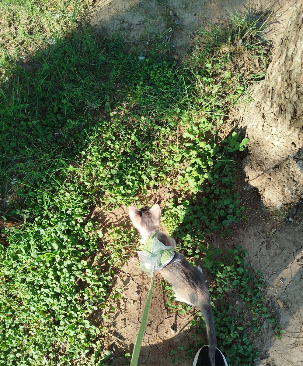 pelotudazo tweet media