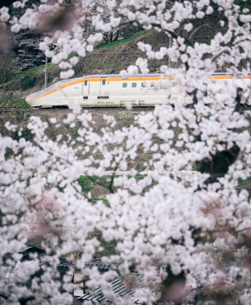 OkkeyT's tweet photo. 今シーズンの桜撮影は仕事の都合でピークを過ぎてしまいました💦この土日は山形まで足を伸ばし桜を求めていました🌸最初の撮影は南陽市の烏帽子山公園からです。満開の桜の向こうに、山形新幹線が。この場所で、新幹線を待つ時間は、まるで映画のワンシーンのようでした😊
#山形新幹線
#烏帽子山公園 https://t.co/0Le21wED8H