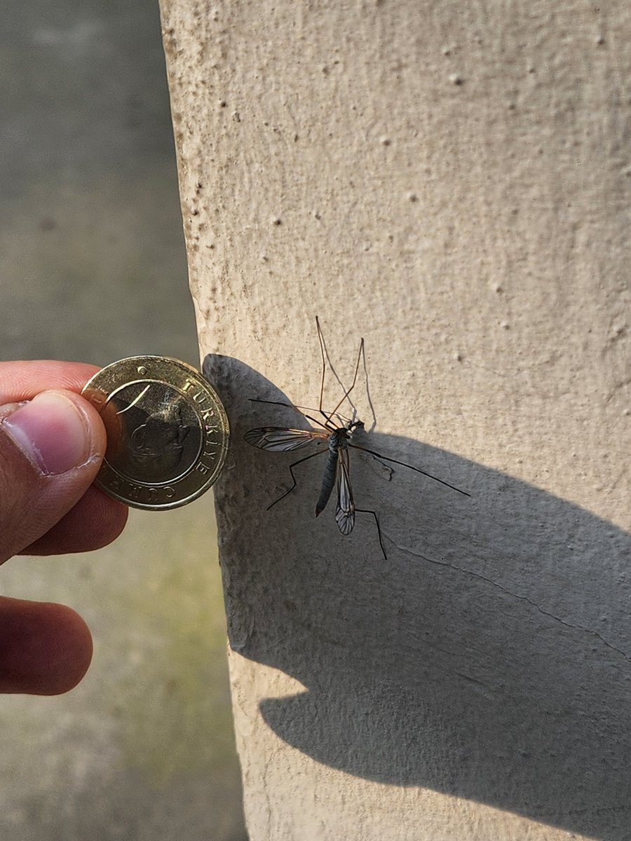 beni zamanında bu sinekten ısırmıştı oe