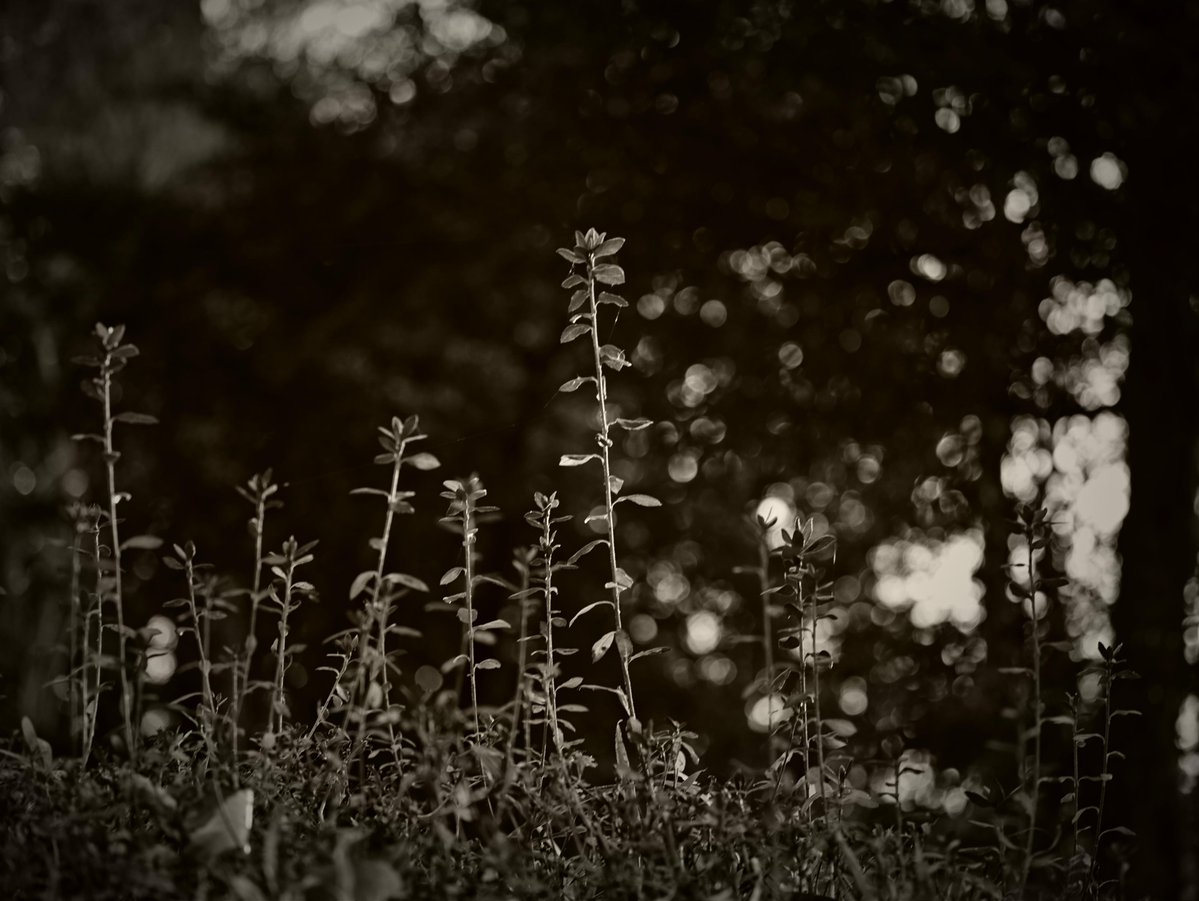 Take_Kuroki's tweet image. Grass
草

#photography #nature #NaturePhotography