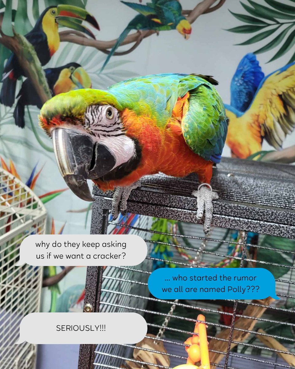 Oklahoma State Fair tweet media