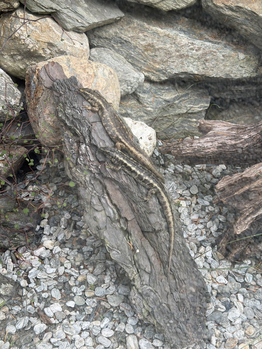 つぼみん旅行記 tweet media