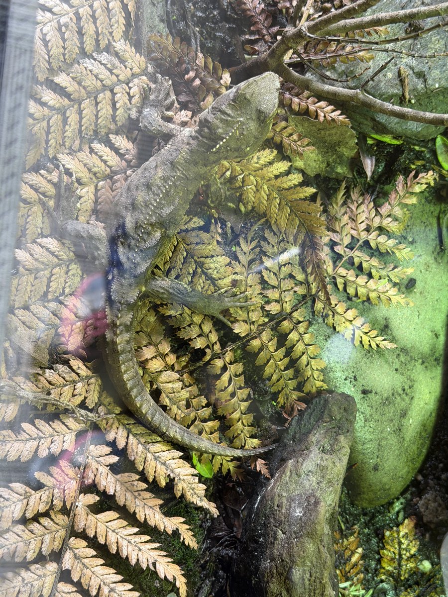 つぼみん旅行記 tweet media