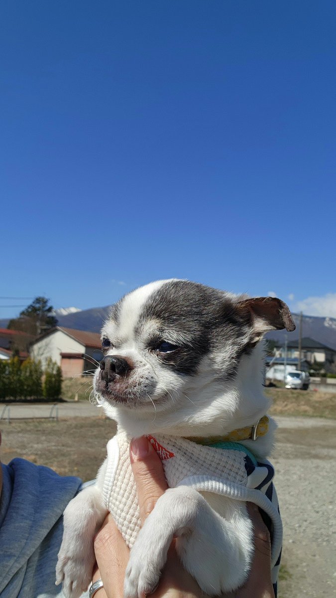 🐼と🐶とパパ tweet media