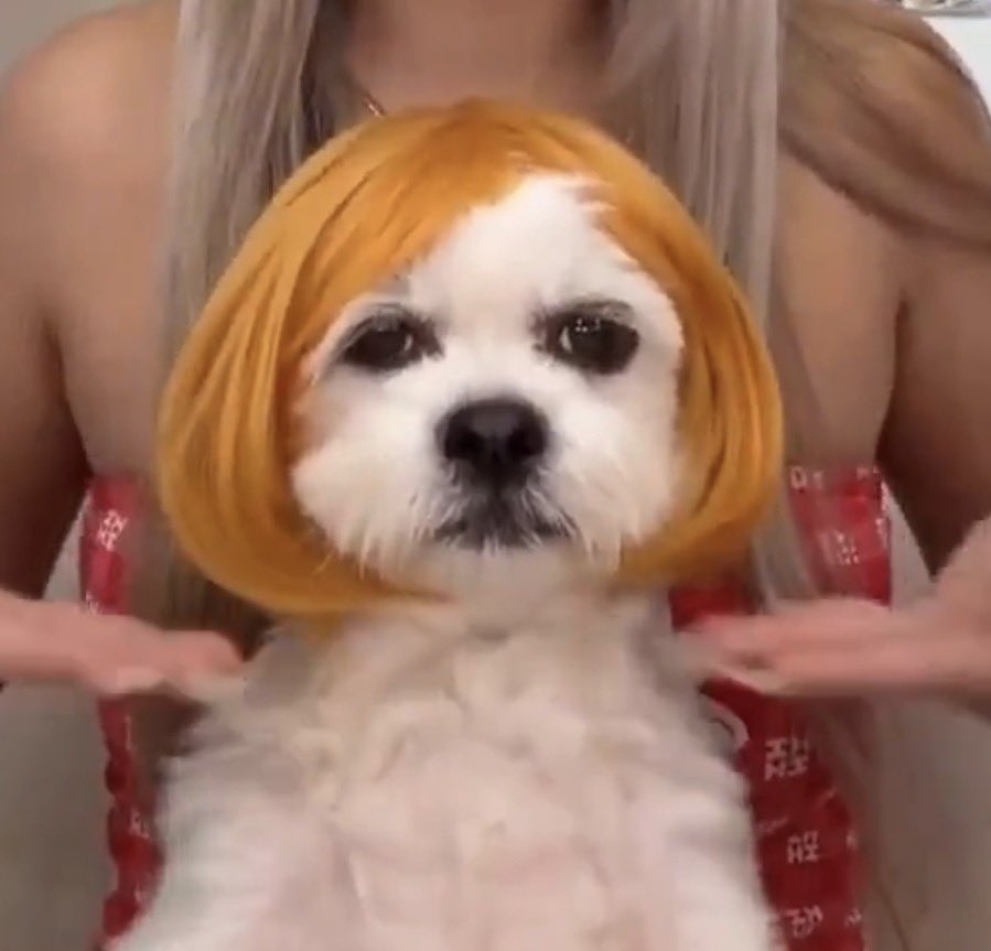 Roger • 🏐🎹📖🎮🎶👩‍🍳🏳️‍🌈 tweet media