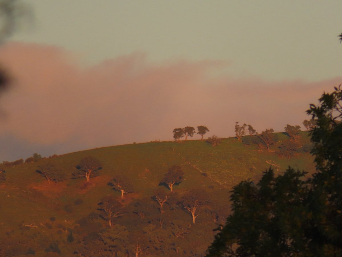 wapple15's tweet image. Good morning #Canberra ☀️🌒