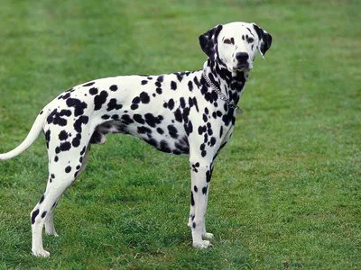 nascarcasm tweet media