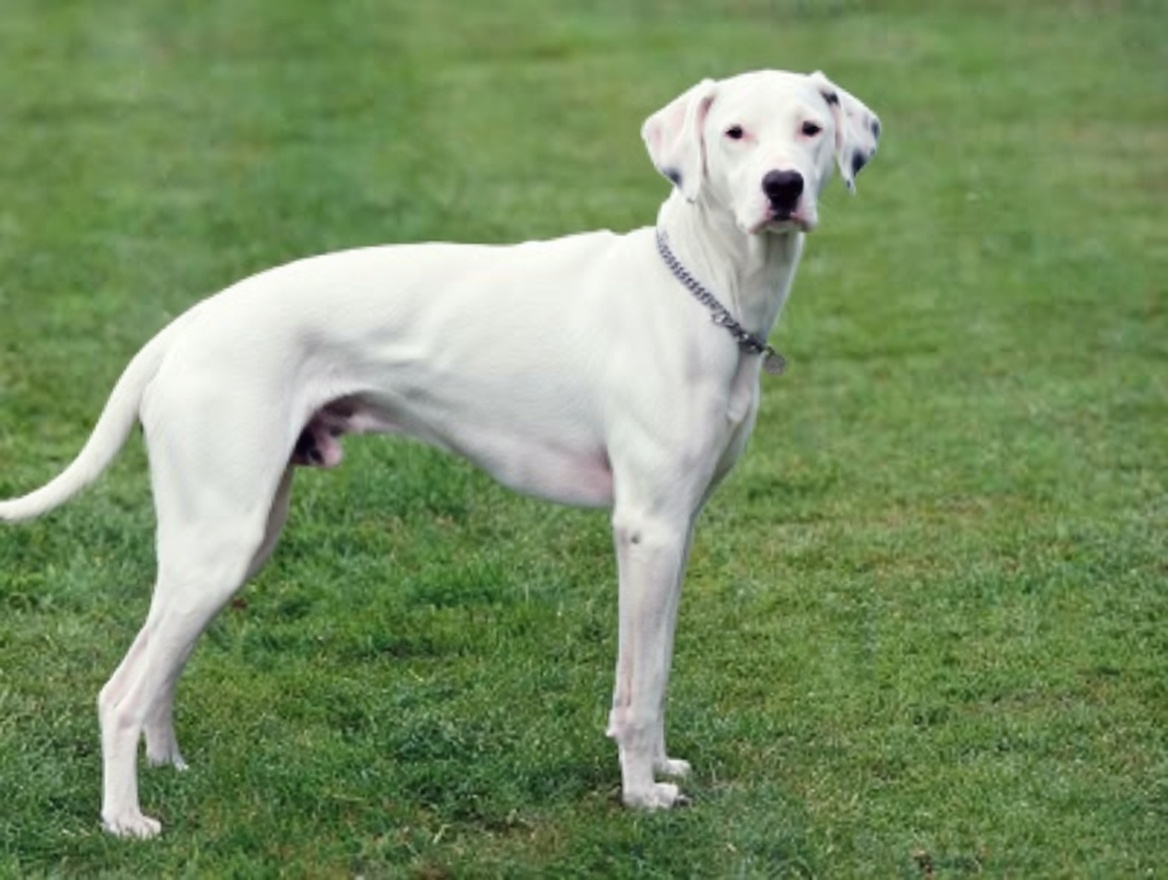 nascarcasm tweet media