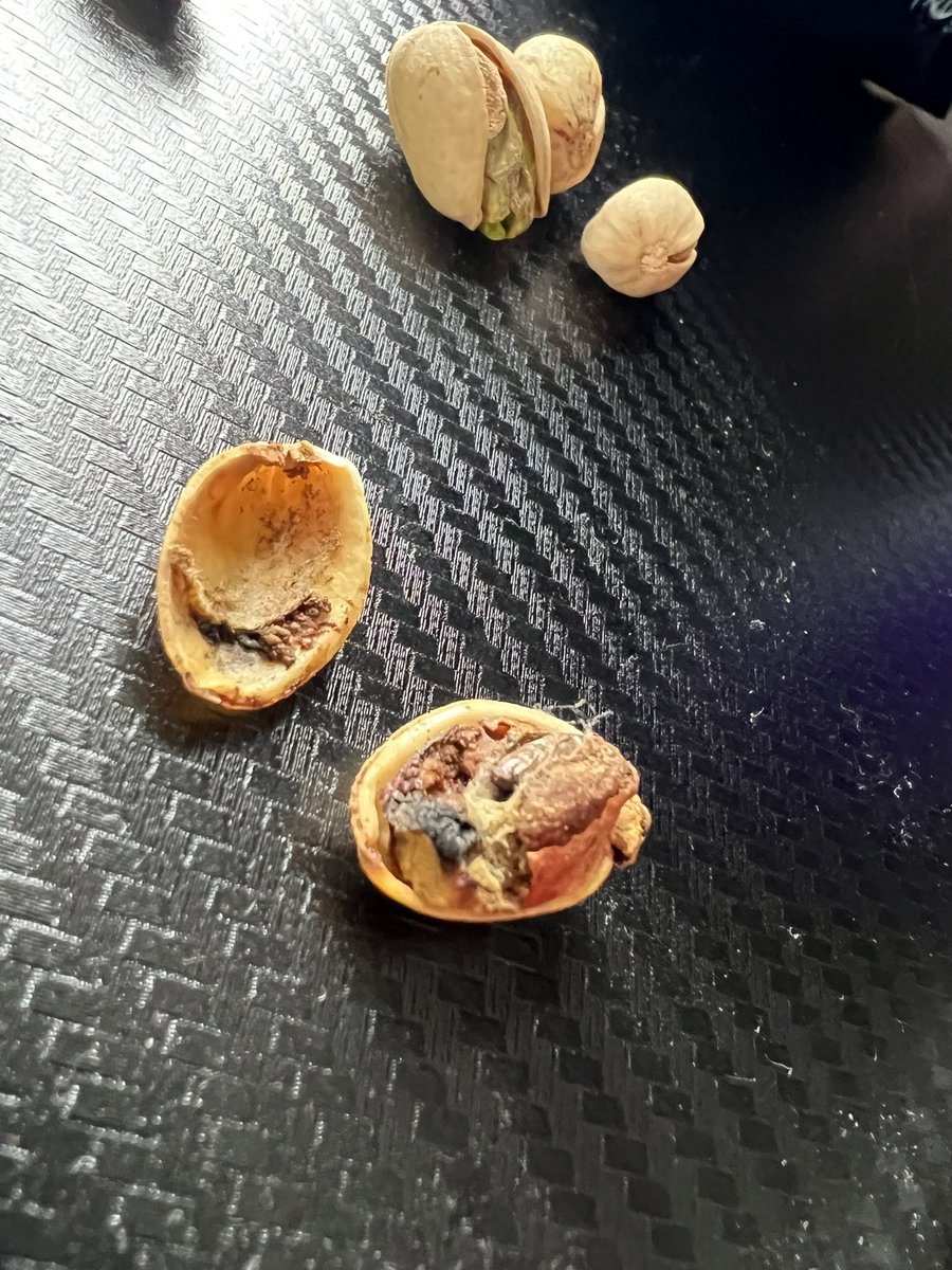 CBenicak's tweet photo. Pretty sick find… bought a bag of @WonderfulNuts “Wonderful” pistachios today and this is what I found a few nuts in …a dead bug burrowed inside a fuzzy nut…Beware of your nuts! https://t.co/oNWPy9YRBo