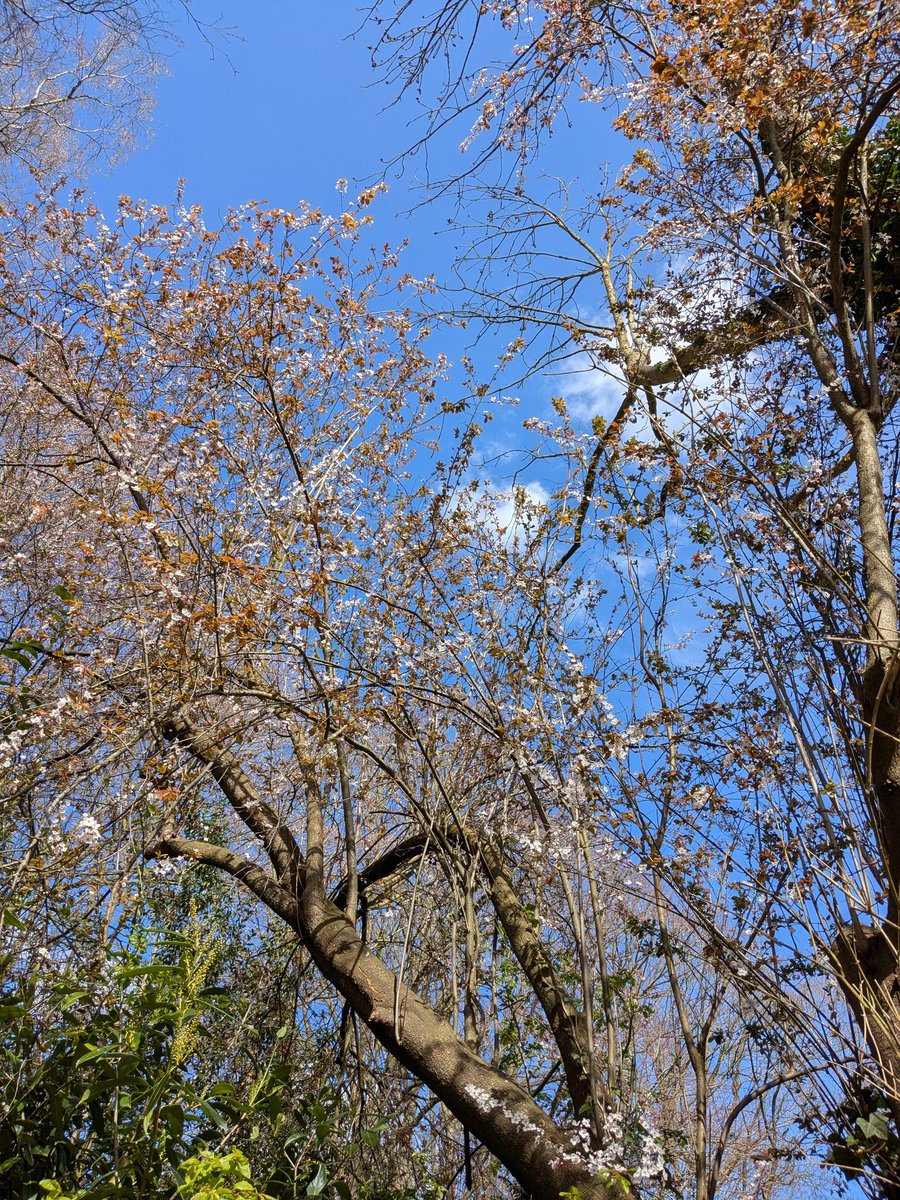 warrior.sage tweet media