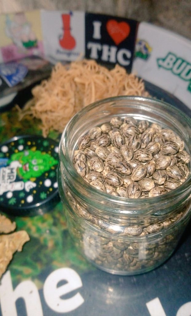 Sincty Seeds tweet media