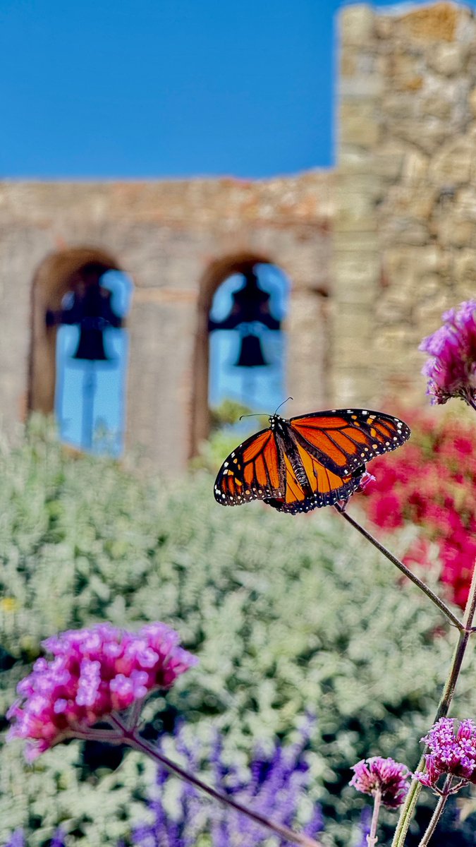 Mission SJC tweet media