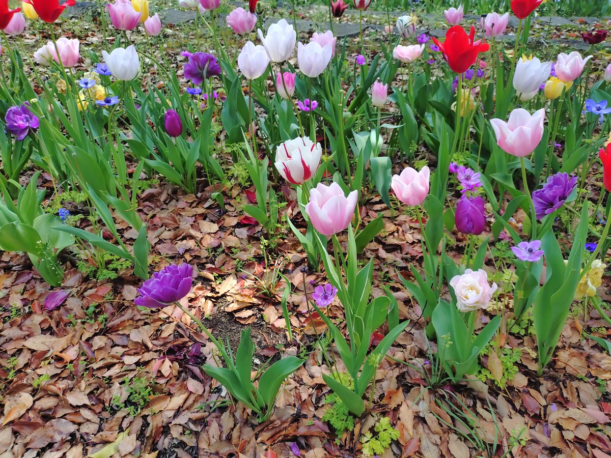 あひ～ル🦆 tweet media