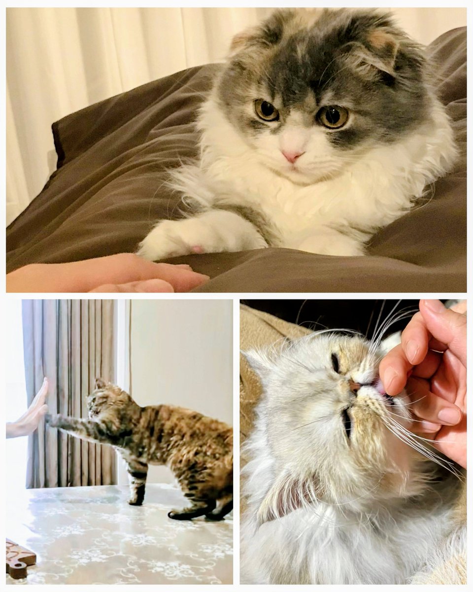 みるきぃ tweet media