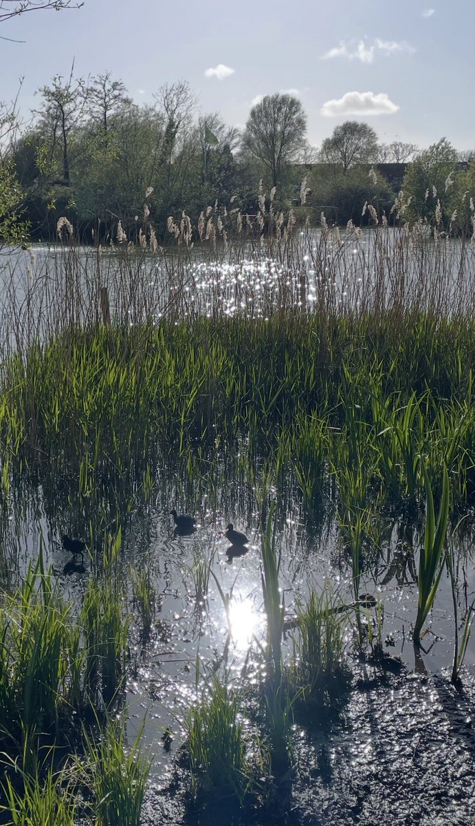 Allan Noble tweet media