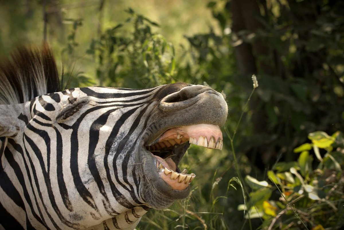 Warren Brown tweet media