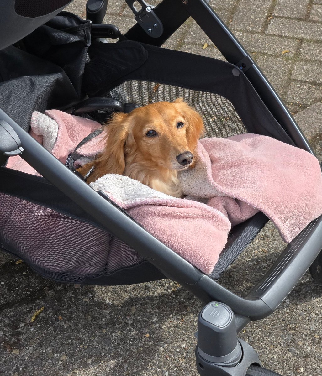 TeckelZelda's tweet image. Dachshund transport.... 😊🐾
#Bandita #Zelda #DogsofTwittter #Dachshund #Doxie #Teckel