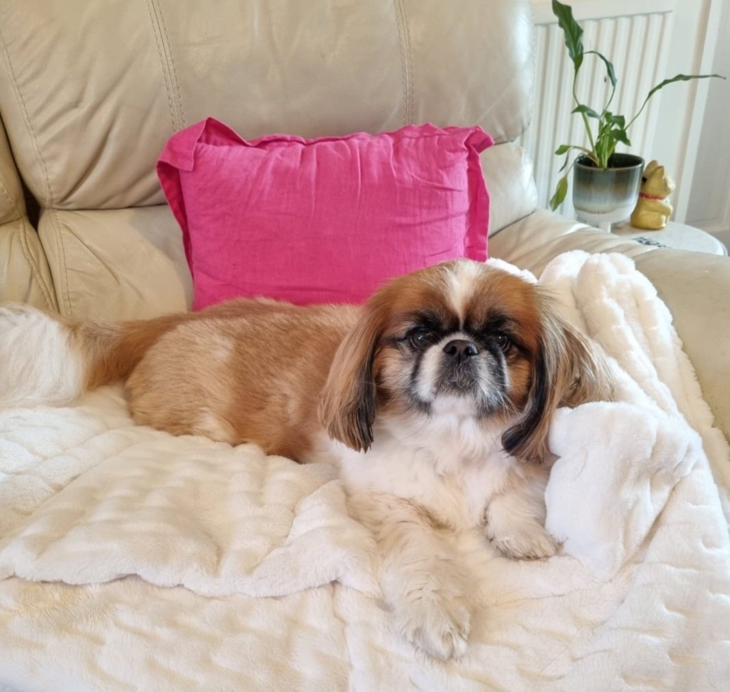 iseygrace's tweet photo. Today is the 1yr passing of my darling dog Prince Caspian. I will say it's just as painful today as it was being with him at the vets a year ago. I physically ache for him every single day. Small dog, gigantic life impact. He was my familiar &amp; now he is spirit dog 🐶🐾❤️💖✨️ https://t.co/oJ3TWujpDY