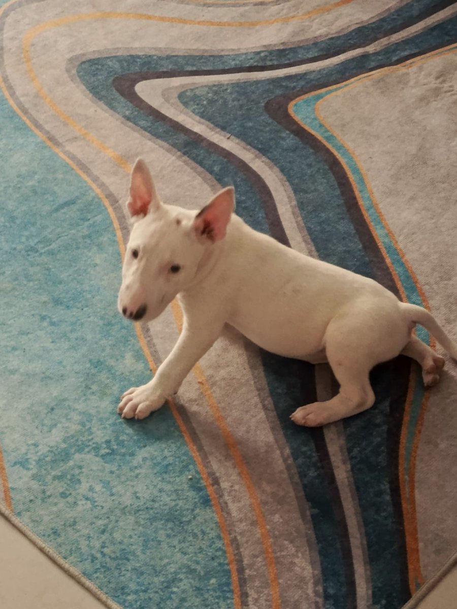 Alerta me perdi tweet media