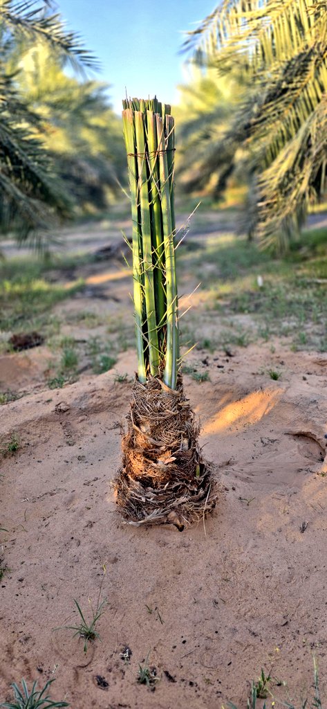 امين الرواف tweet media