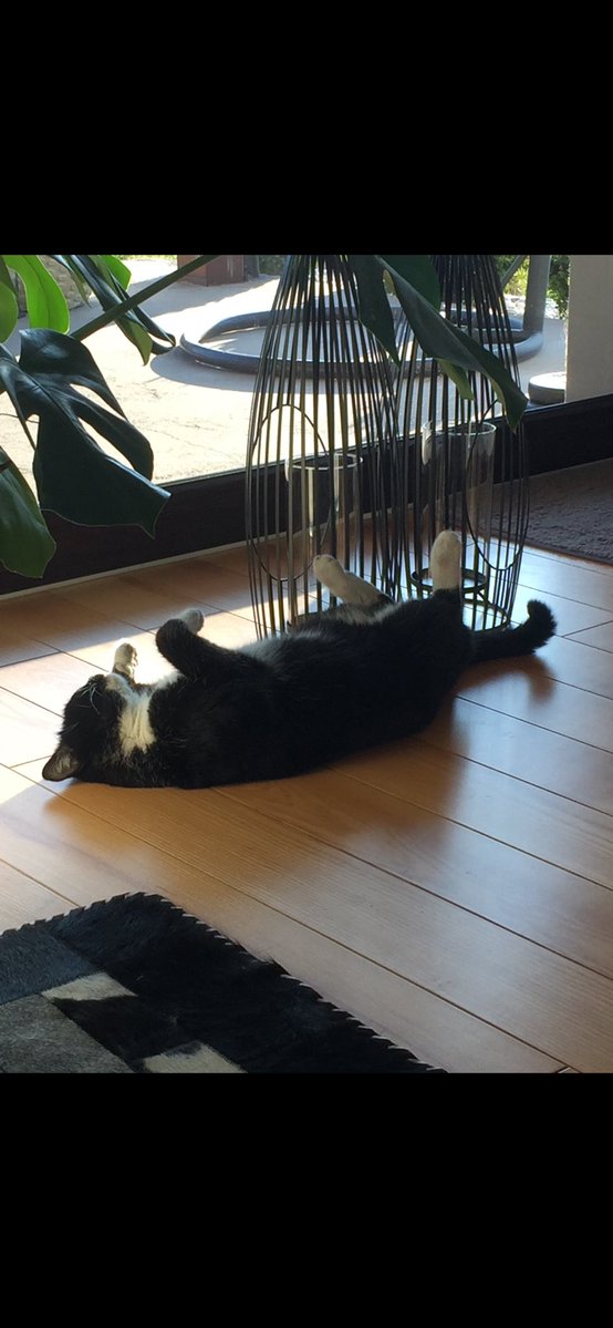 Mechaniczna pomarańcza tweet media