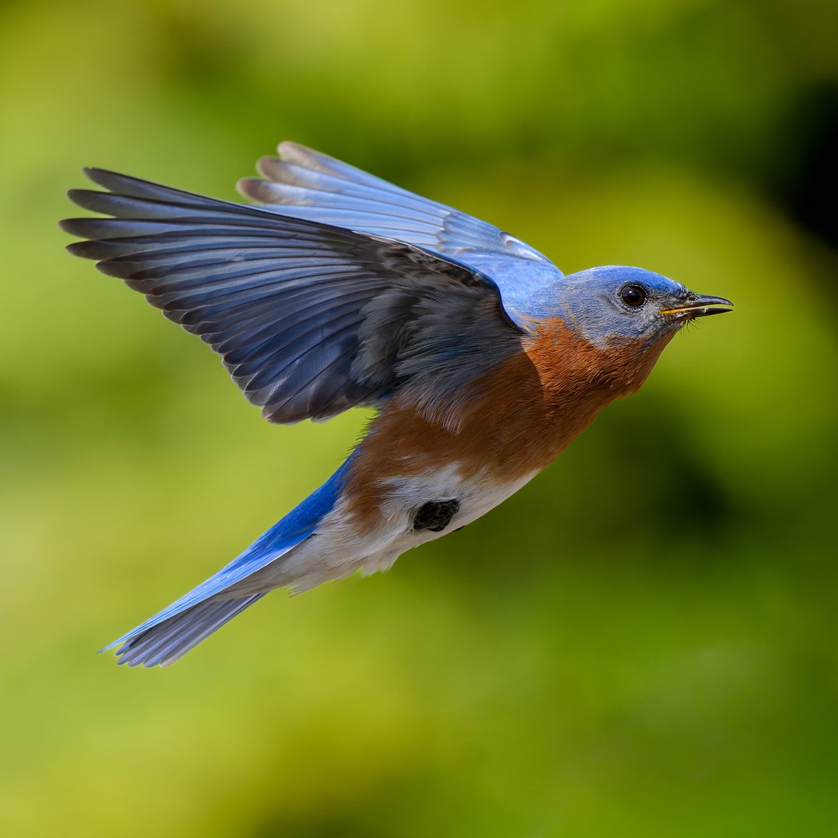 Eastern Bluebird in Madison, CT today 
#easternbluebird #birdphotography #nikonphotography #ctnaturefans