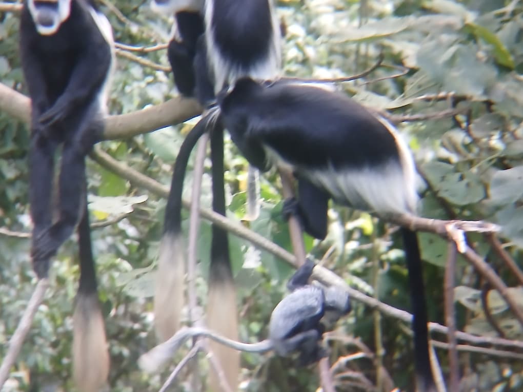 berengeitours's tweet photo. white colobus monkey, With its flowing white fur and graceful jumps through the forest, this primate is pure elegance in motion. 
Quiet, calm, and incredibly beautiful, spotting one feels like discovering a hidden gem of the wild.
Travel with https://t.co/YjA0adnv9r https://t.co/kMxDlfQXwa