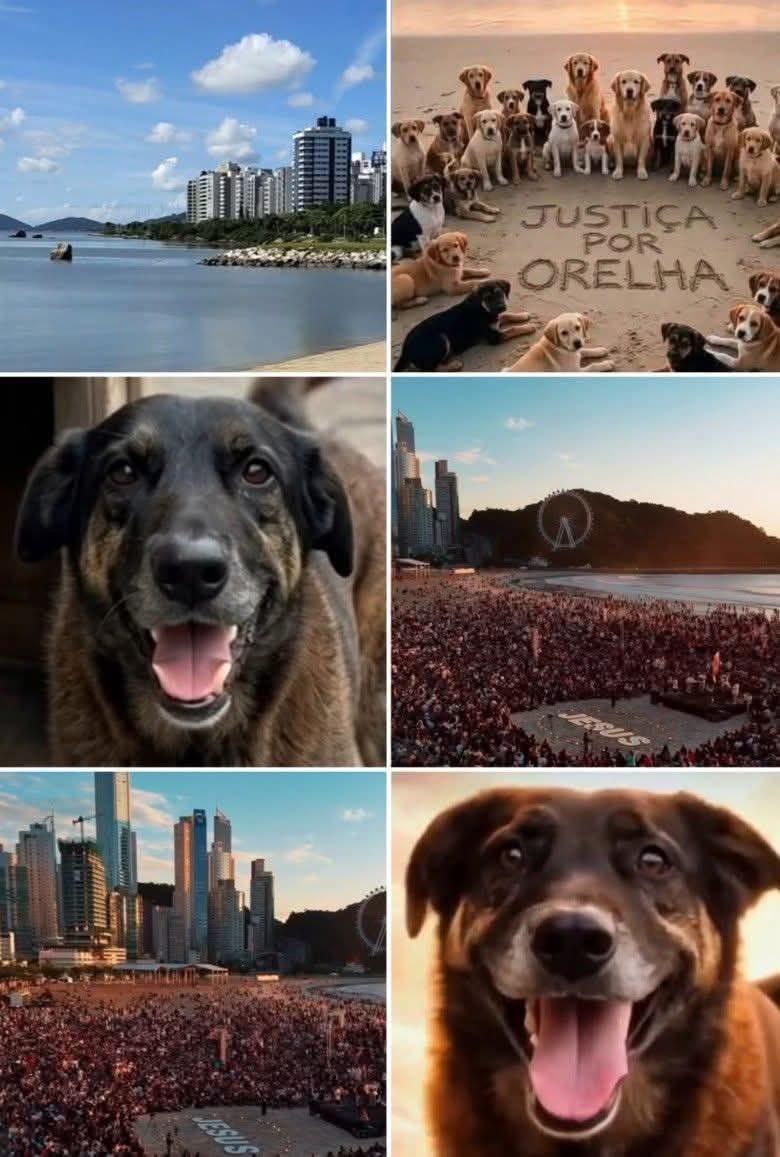 Eles não têm voz… mas nós temos.
Orelha não pode ser esquecido.
Que a dor vire justiça e a injustiça vire punição.

#JustiçaPorOrelha 🐾💔