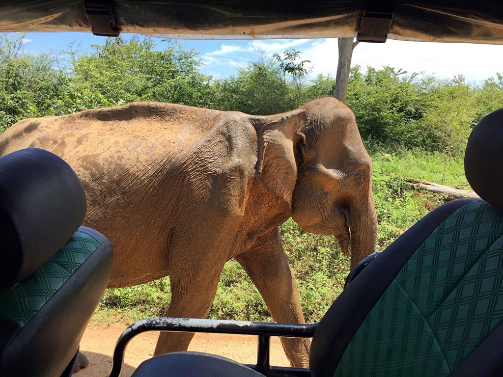 سائق ومرشد سياحي في سريلانكا tweet media