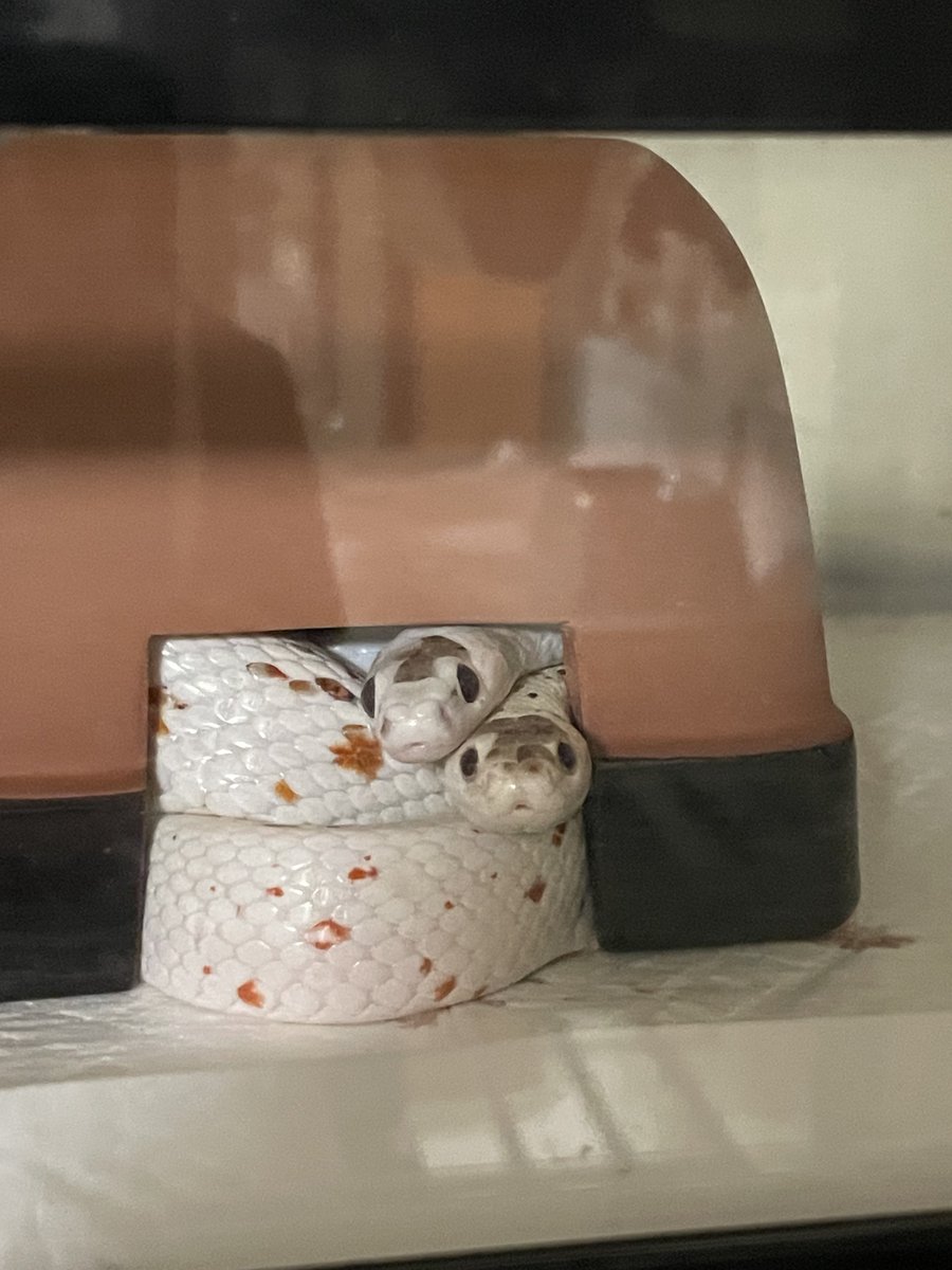 いずみ tweet media