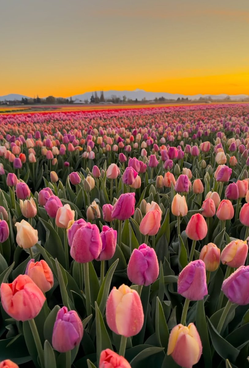 Elio Nieves 😎🇨🇺 tweet media