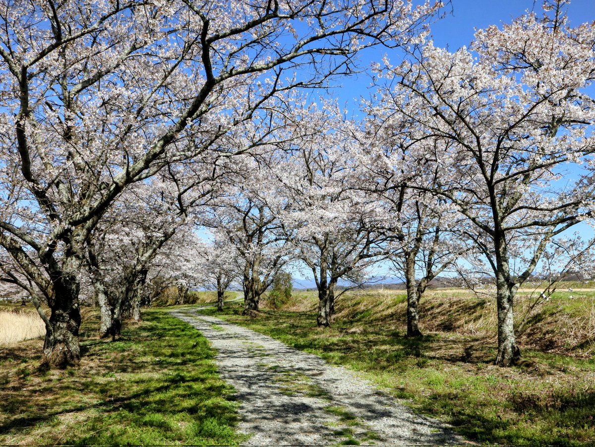 ujucosnap's tweet photo. April 12, 2026
郡山市＊三穂田の笹原川千本桜
#撮り歩き https://t.co/vxQnzlGVvt