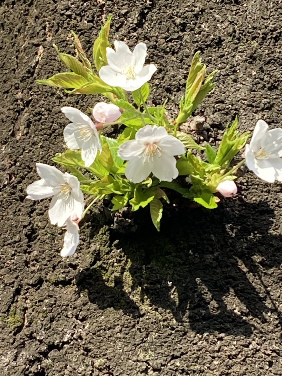 今年もきれいに咲いてくれた。
雨降ったり寒くなったり暑くなる前にパシャリできたやつ。