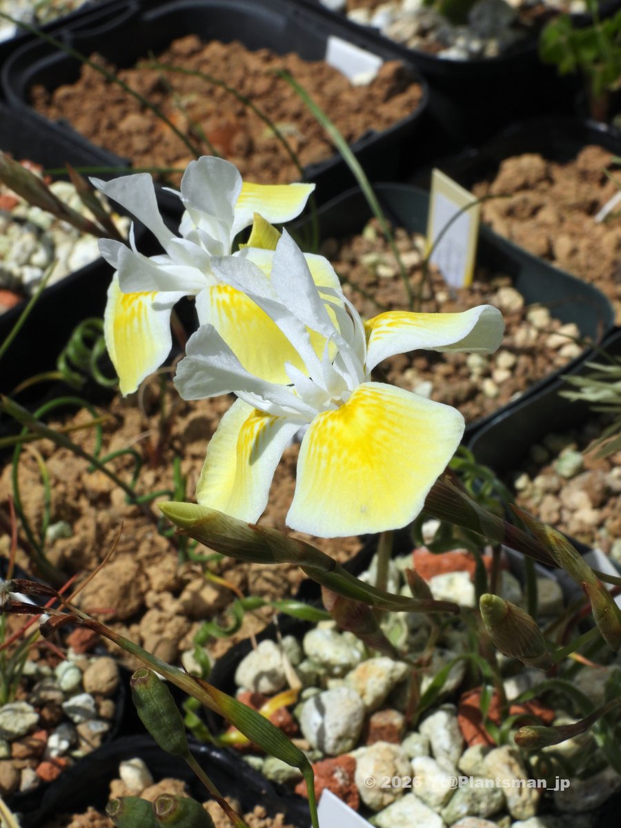 Plantsman_jp's tweet photo. #Moraea serpentina, Silverhill Seeds No.1702.
#モラエア #モレア https://t.co/2r5tnB7dL7